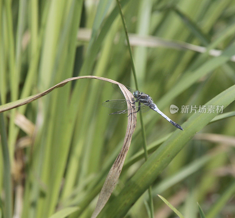 白尾Skimmer (Orthetrum albistylum)雄性